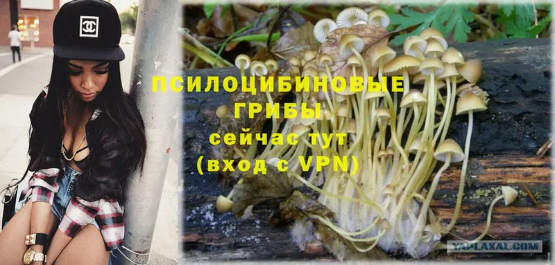 закладка  Тавда  Галлюциногенные грибы Psilocybe 